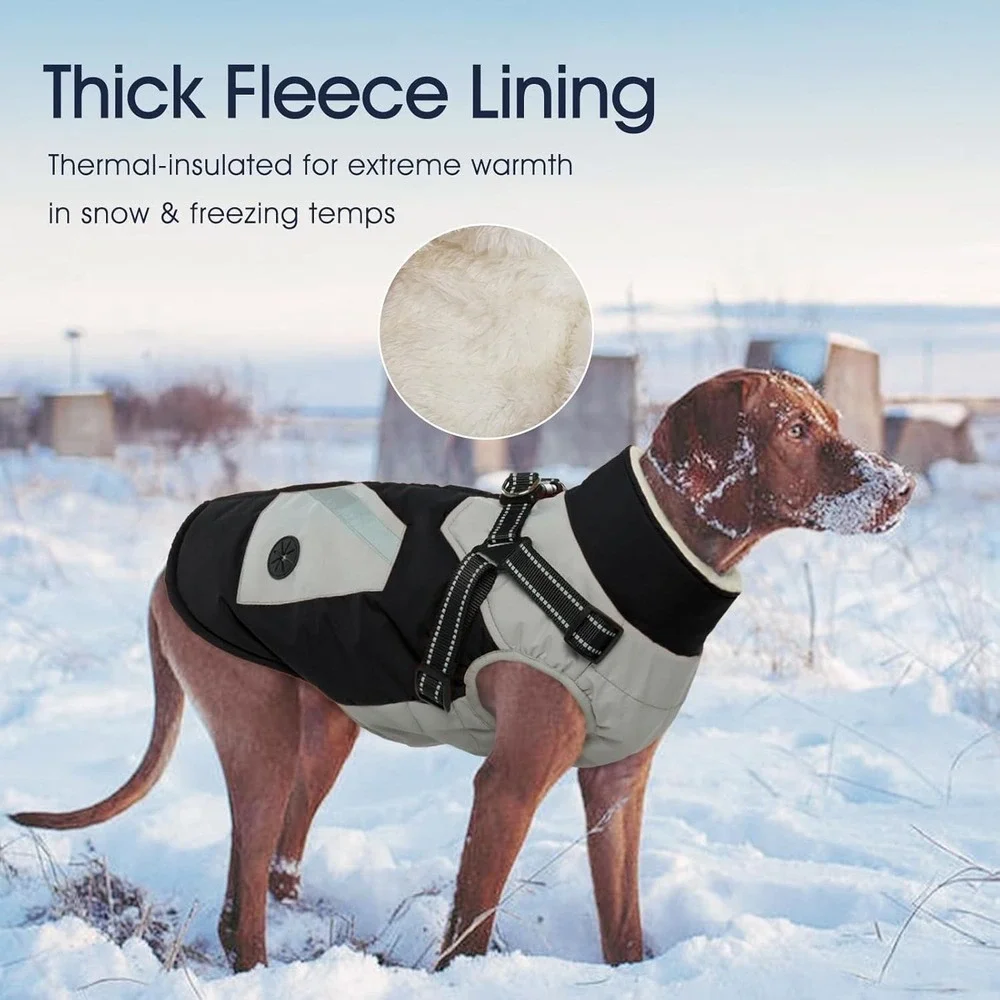 IECOii dog winter